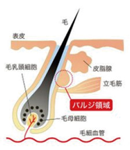 パルジ領域イメージ